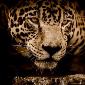 Viaggio avventura: in cerca del giaguaro