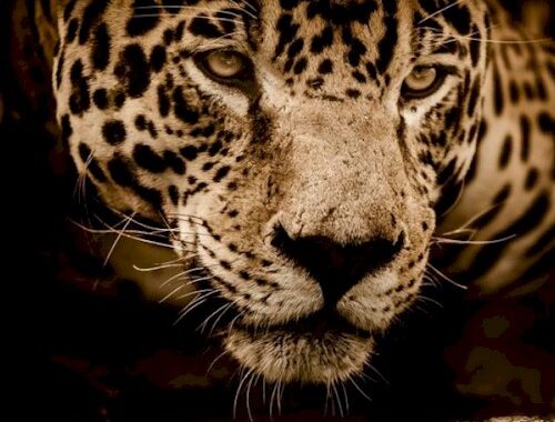 Viaggio avventura: in cerca del giaguaro